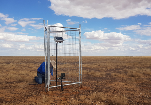In the arid Channel Country landscape, specialist remote sensing equipment requires protection from curious Dingoes and wiring has to be encased in braided hose to stop the investigations of native Long-haired rats. 