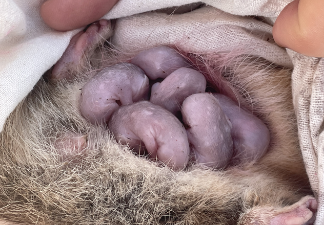 An image of hope. Like a fingerprint, Northern Quolls possess unique spot patterns and can be identified using camera trap images, allowing ecologists to assess population status. Here, spot patterns can be seen on tiny pouch young discovered in surveys in the Artesian Range. 