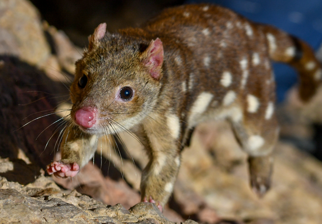 A Spotted-tailed Quoll, one of three quoll species in AWC's conservation spotlight