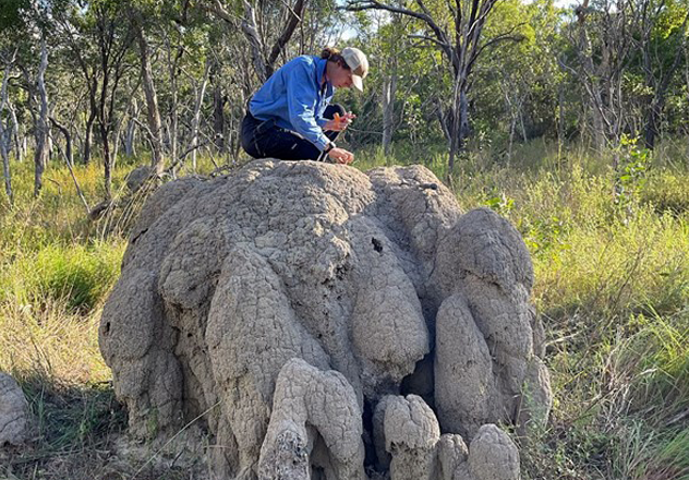 Climbing atop an N. magnus mound to take a termite sample for identification. These mounds are the largest in the study. 