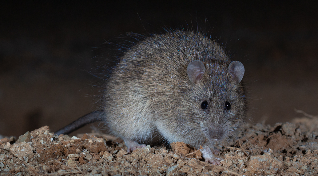 Long-haired Rat (Rattus villosissimus).
