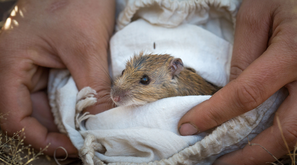 Pale Field-rat (Rattus tunneyi).