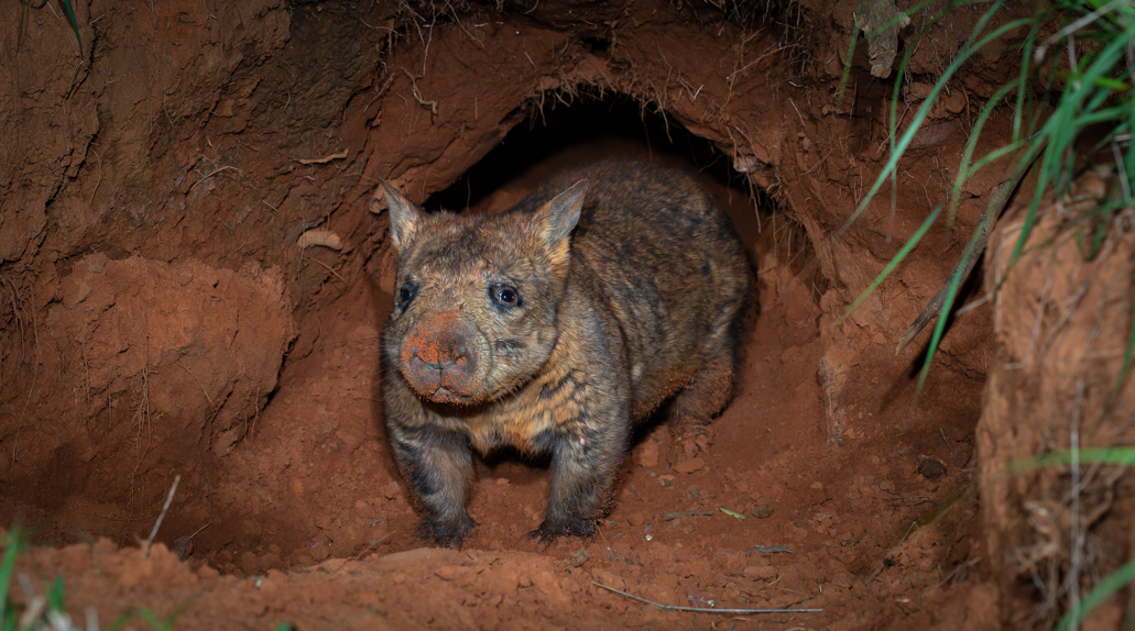 Northern Hairy-nosed Wombat