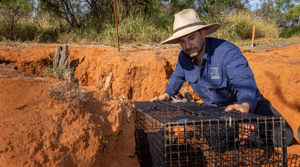 Ecologist Andy Howe near a Hairy-nosed Wombat burrow on Richard Underwood Nature Refuge