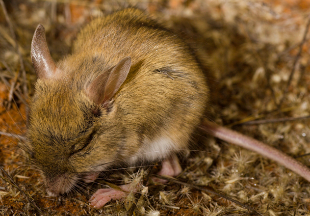 A juvenile Spinifex Hopping Mouse. 