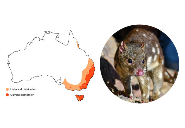 Spotted-tailed Quoll (Dasyurus maculatus)Size: 2.5 – 4 kg (male); 1.5 – 2.5 kg (female) Conservation status: Near threatened Also known as the Tiger Quoll, the Spotted-tailed Quoll is the largest species. It has rust-brown fur with white spots that continue down its bushy tail. Photo: Tim Henderson/AWC