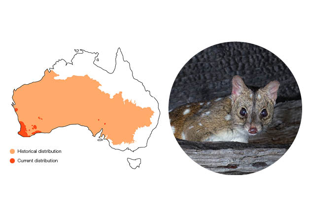 Chuditch (Western Quoll) Dasyurus geoffroiiSize: 700 g – 2.2 kg (male); 700 g – 1.1 kg (female) Conservation status: Vulnerable Chuditch have brown fur with numerous conspicuous white spots on their back and sides. They also have a black brush on the tail, extending from halfway down their tail to the tip. Photo: Brad Leue/AWC