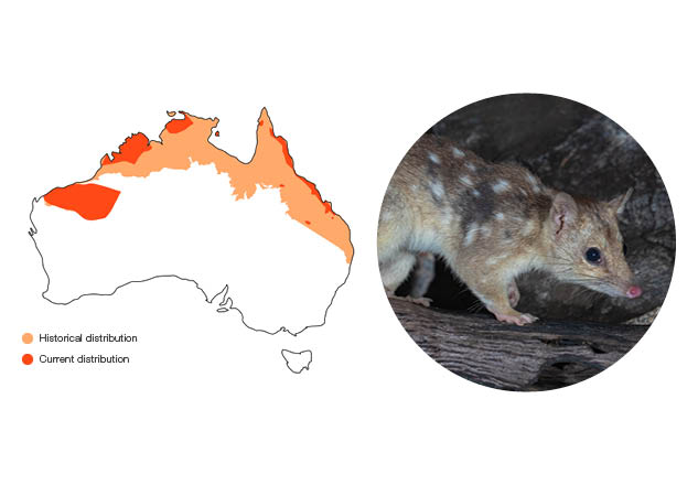 Northern Quoll (Dasyurus hallucatus)Size: 300 g – 1 kg (male); 200 – 500 g (female) Conservation status: Endangered The smallest of the Australian species, the Northern Quoll has reddish-brown fur, with a cream underside and no spots on the darker-coloured tail. Photo: Brad Leue/AWC