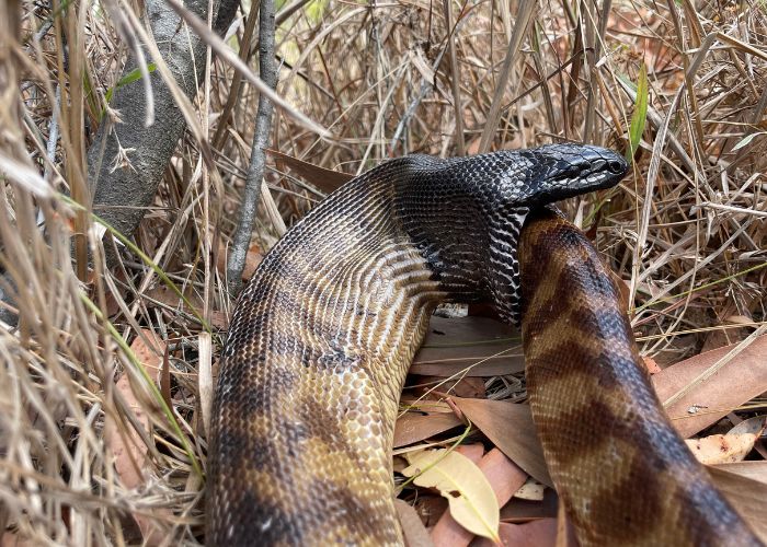 Nick Stock was checking on the status of unplanned fires when he spotted a Black-headed Snake in the midst of a cannibalism event. 