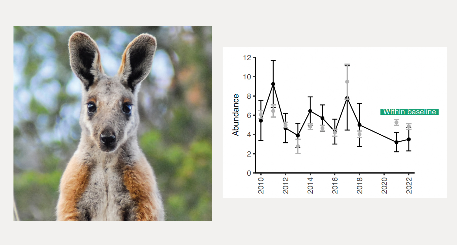 Yellow-footed Rock-wallaby (Petrogale xanthopus) abundance at Buckaringa. Black: mean (± error) number of individuals per site. Grey: baseline for comparison, predicted abundance based on the rainfall model. Photo: Wayne Lawler/AWC