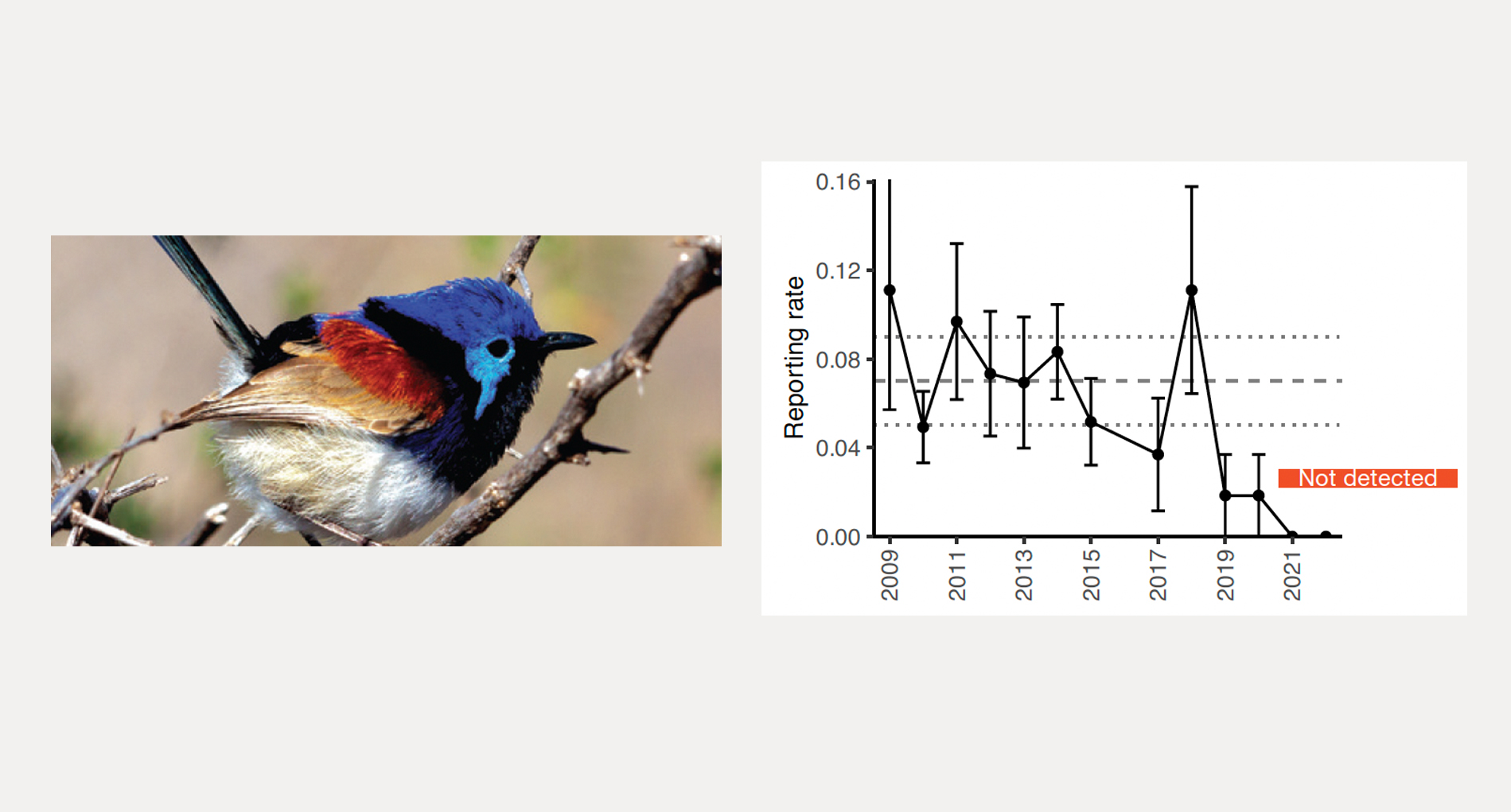 Purple-backed Fairywren (Malurus assimilis) reporting rate at Buckaringa. Black: mean reporting rate ± error (SE). As there was no correlation with rainfall, baseline data were calculated from the first 10 annual surveys. Grey: baseline mean and 2 SE. Photo: David Jones/AWC