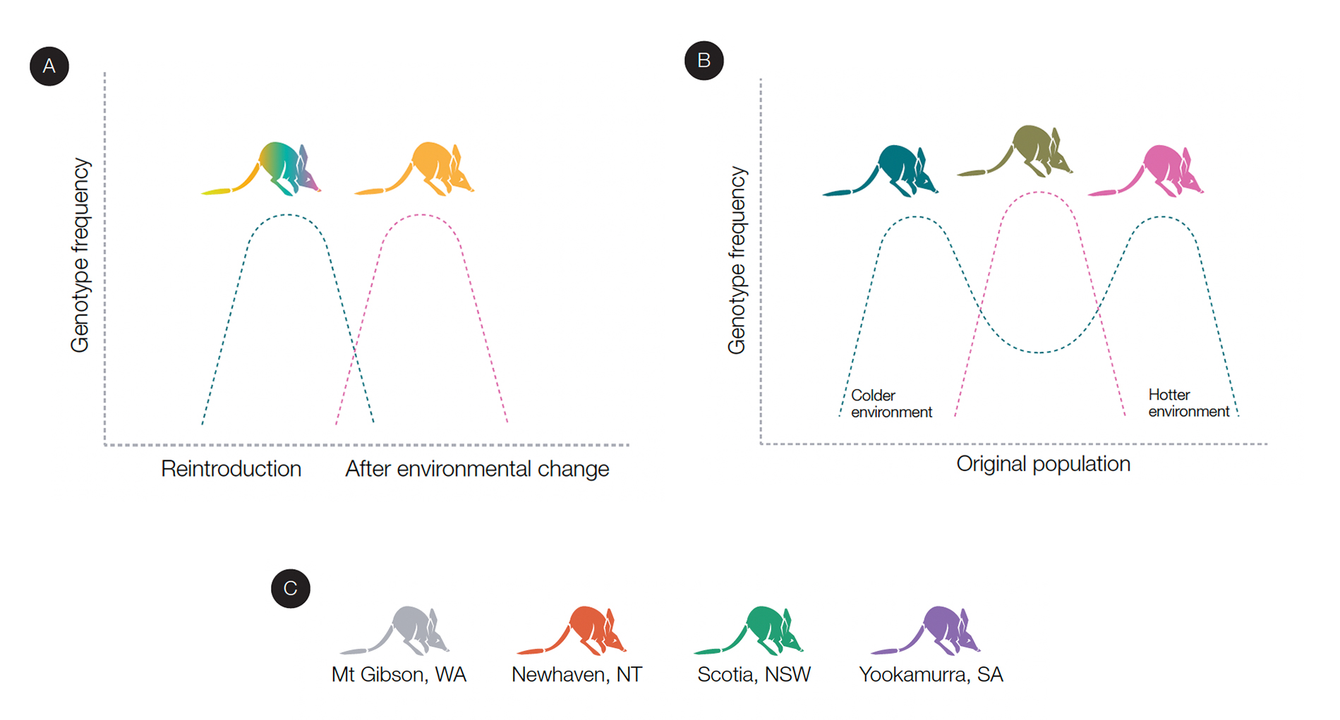 This simplified figure demonstrates how AWC’s Reintroduction Program aims to provide reintroduced species with evolutionary resilience into the future. A: Reintroducing genetically mixed individuals so that there might be a genotype that helps individuals or their offspring survive better in new conditions. B: Exposing species to different selection pressures (inherent at different locations and with varying climate change impacts) to maintain the range of genetically based phenotypic variation. C: Reintroducing the same species at different locations means that there are different ranges of genotypes across populations that could suit changed conditions.