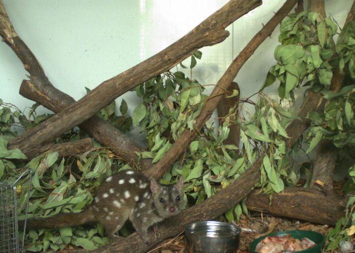 Camera traps were set up to monitor the quolls during their two-night stay atNative Animal Rescue in Perth.