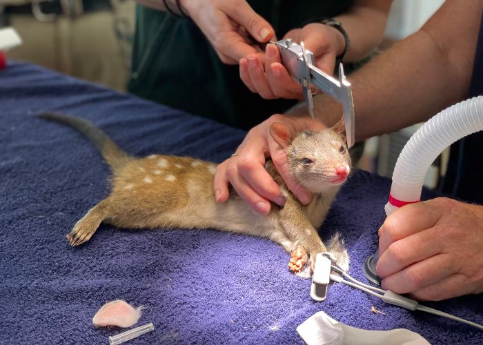 A Western Quoll receives a health check prior to leaving Taronga Western Plains Zoo in Dubbo.