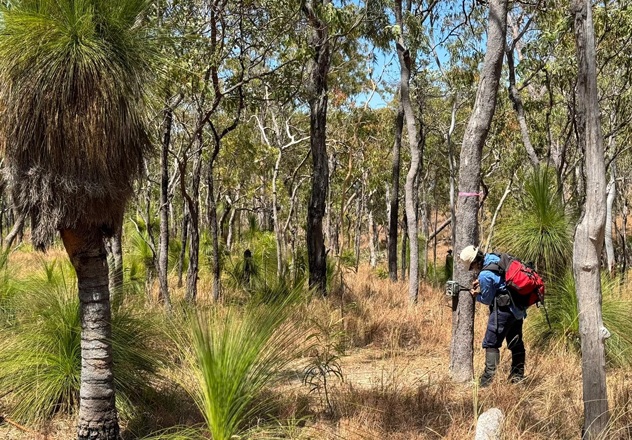 Intern Abhi Aiyer setting out camera traps for Northern Bettongs at Mount Spurgeon National Park in amongst tall Xanthorrhoea clusters.