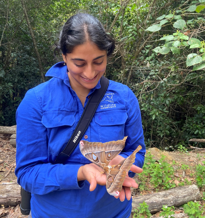 Exploring the rainforest at Mount Zero-Taravale. Intern Abhi Aiyer holding a Hercules moth (Coscinocera Hercules).