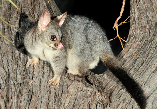 At Yookamurra Wildlife Sanctuary AWC protects a significant population of Common Brushtail Possums within the 1,100-hectare feral predator-free fenced area that has been the source for reintroductions to the Flinders Ranges in South Australia. 