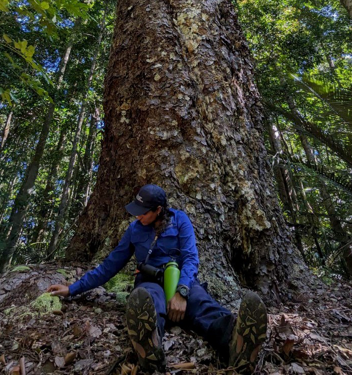 Abhi Aiyer, the North-East Region intern sitting under a Purple Kauri Pine (Agathis robusta), admiring the moss and fungi at Mount Spurgeon National Park, a Wet Tropics World Heritage Area that AWC monitors in partnership with Queensland NPWS. 