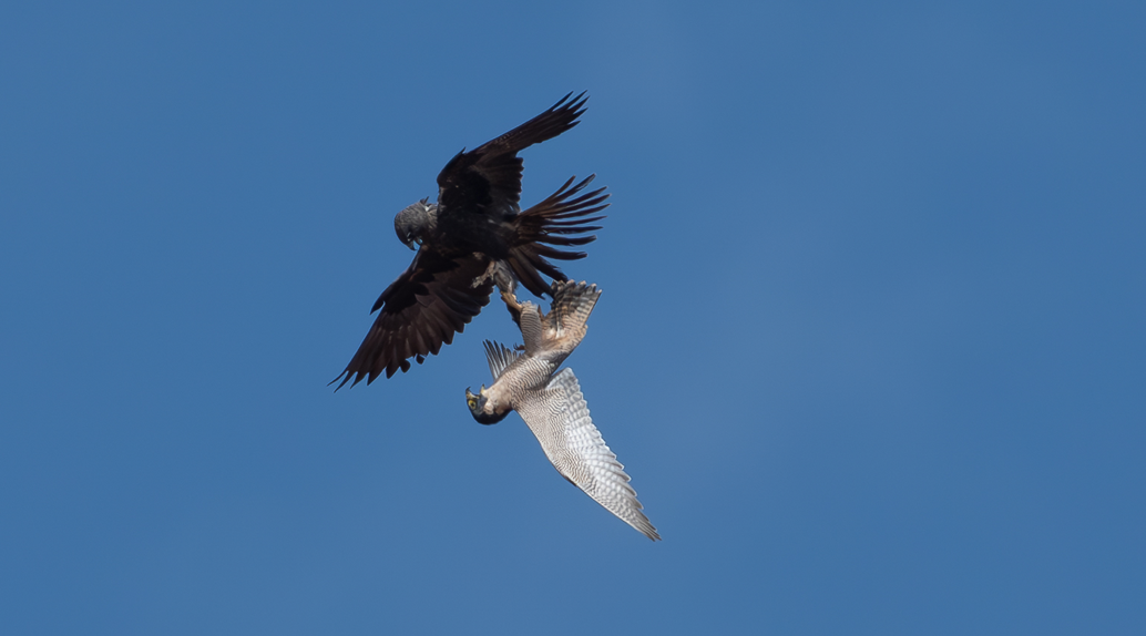 Black Falcon (Falco subniger) and Peregrine Falcon (Falco peregrinus).