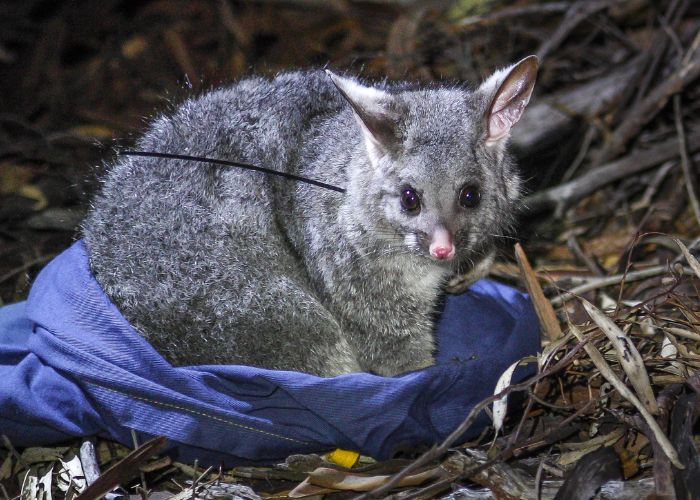 Brushtail Possum reintroduced to Mt Gibson Wildlife Sanctuary.
