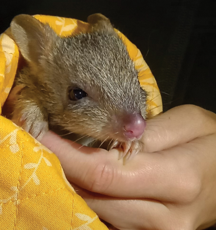 A Northern Bettong joey is a velvet-covered miniature of an adult. Joeys and new recruits at Mt Zero–Taravale Wildlife Sanctuary in North Queensland indicate we are on our way to re-establishing a secure population of Northern Bettongs here. 