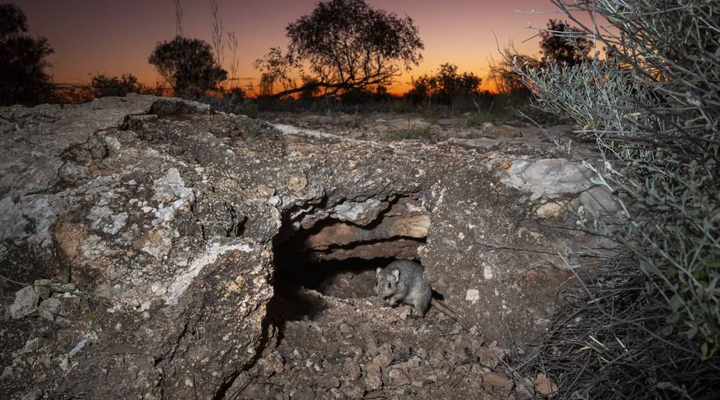 A Burrowing Bettong at Newhaven Wildlife Sanctuary, Northern Territory.