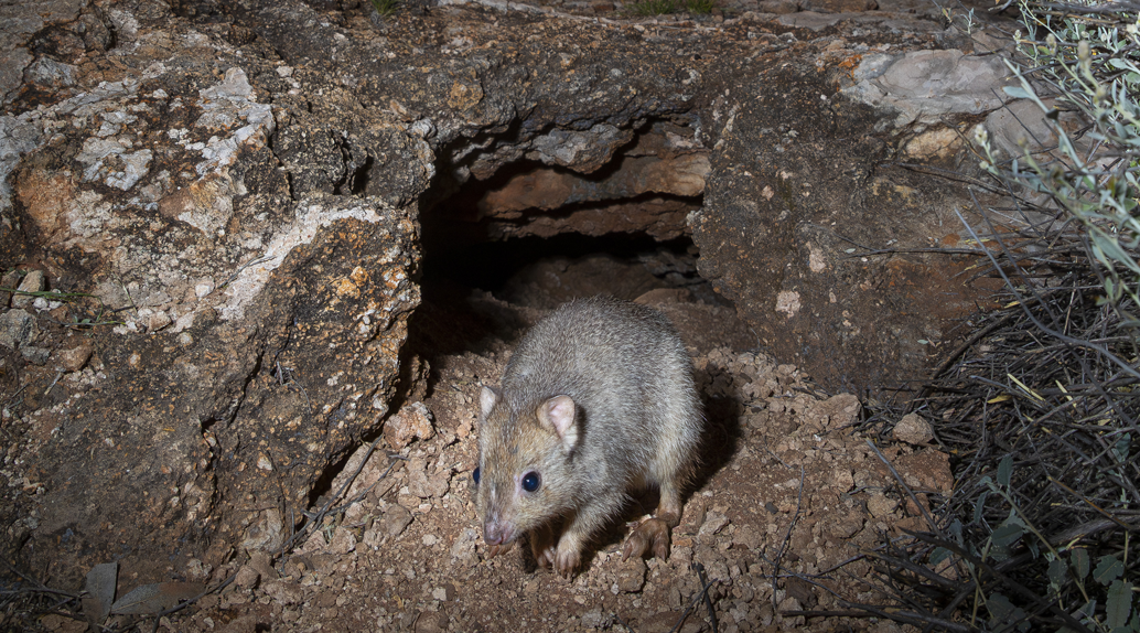 A Burrowing Bettong at Newhaven Wildlife Sanctuary, Northern Territory.
