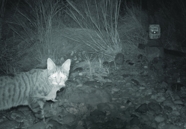 Feral cats and foxes are the primary driver of native mammal extinctions in Australia. AWC is tackling this pervasive threat through the establishment of safe havens, outside the fence projects, management at scale and research. 