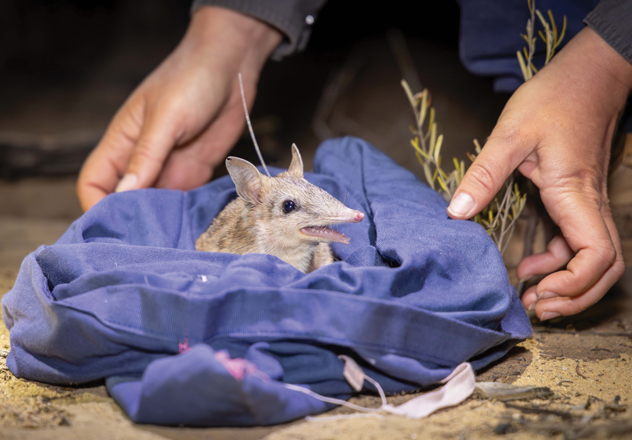 The partnership has seen the endangered Shark Bay Bandicoot, a species extremely vulnerable to feral cats and foxes, reintroduced to the Pilliga safe haven. 