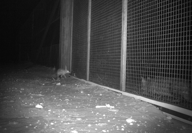 A feral cat stalks a Bilby through the feral predator-free fence at Scotia Wildlife Sanctuary, NSW.
