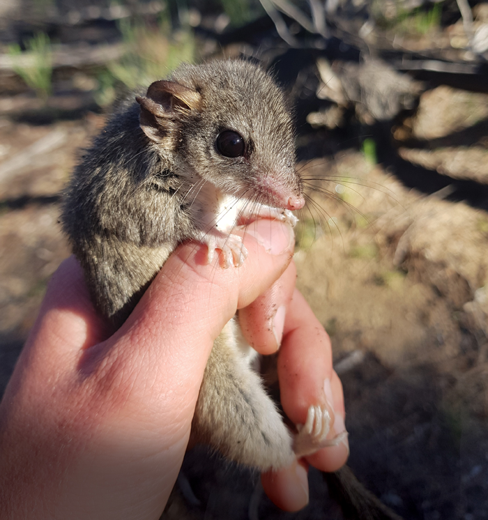 The partnership between AWC and NPWS has seen the tree-dwelling Red-tailed Phascogale restored to Mallee Cliffs National Park after an absence of more than a century.