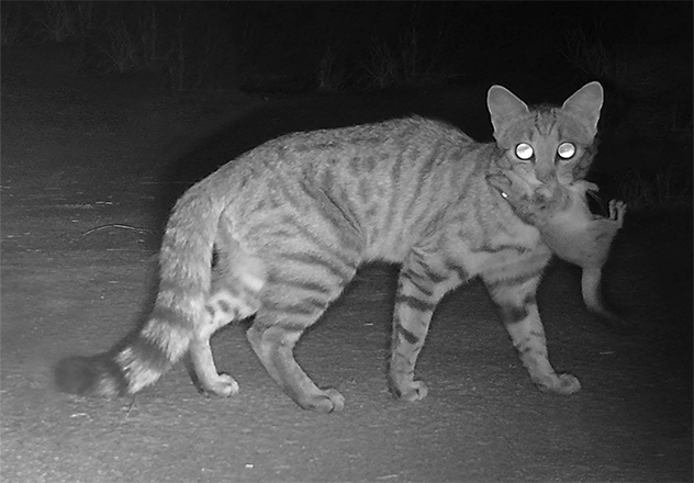 Feral cat with Brush-tailed Mulgara in its mouth.