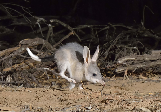 An endangered Greater bilby released into the feral predator-proof fenced area in Pilliga National Park. northern New South Wales, part of the species recovery collaboration between the National Parks & Wildlife Service NSW and AWC.