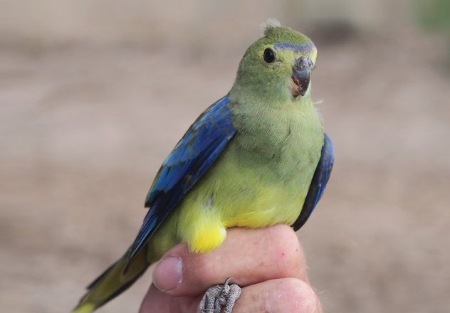 A beautiful Blue-winged Parrot at AWC's Bowra Wildlife Sanctuary in Queensland is an unusual capture near the edge of its distribution. 