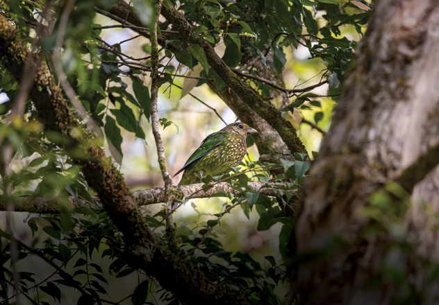 The wailing song and mechanical clicks of the Green Catbird (Ailuroedus crassirostris) can be heard in rainforest habitat at Waulinbakh Wildlife Sanctuary. 