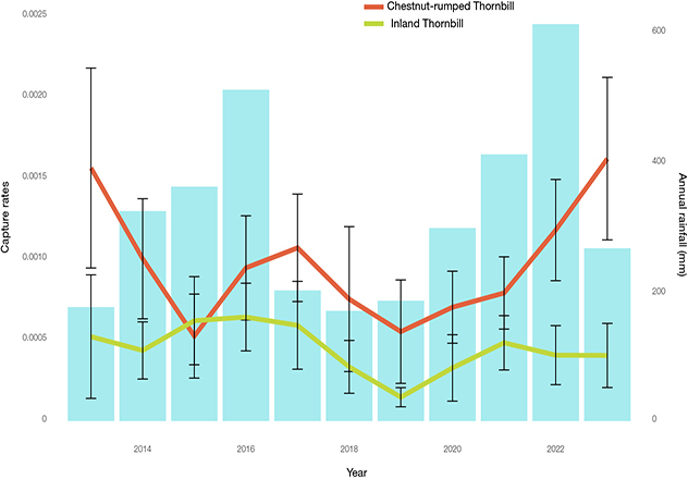 Banding is revealing subtle trends in bird populations at AWC's Bowra Wildlife Sanctuary. Populations of insectivorous birds, including the Chestnut-rumped and Inland Thornbills, appear to remain relatively stable over time. Capture rates (number of captures per mist net hours) are means ± standard error. Rainfall data for Bowra from Cunnamulla Post Office (station number: 044026), Bureau of Meteorology (2024). 