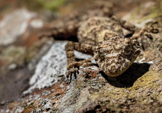 The New England Leaf-tailed Gecko (Saltuarius moritzi) is a master of camouflage.