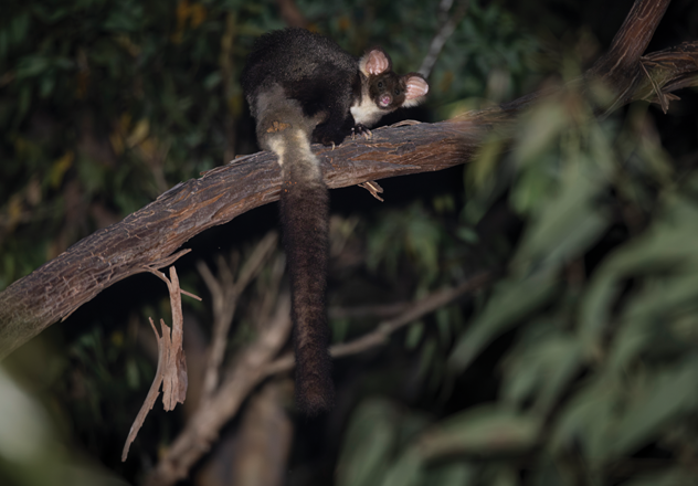 Waulinbakh Wildlife Sanctuary, just north of Sydney, is home to threatened species like the endangered Greater Glider.