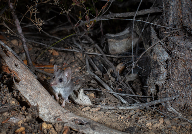 An endemic Kangaroo Island Dunnart. The Western River Refuge protects one of the surviving populations of the dunnart after extensive wildfires in late 2019 and early 2020 burnt 95 per cent of their habitat. 