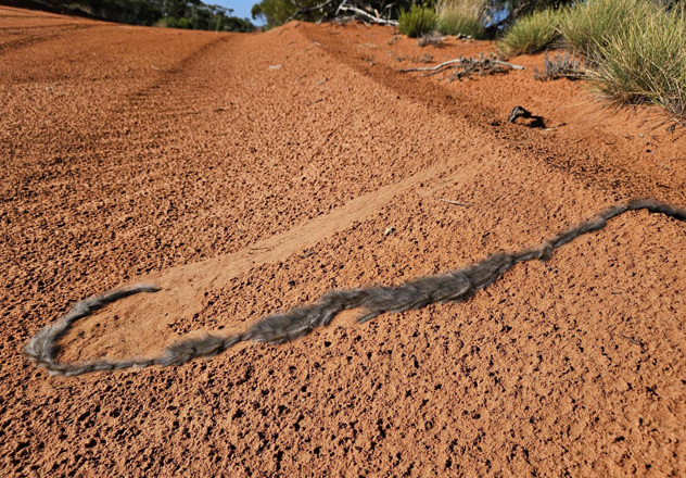A line of Processionary caterpillars (Ochrogaster lunifer) making their way across the red sand. 