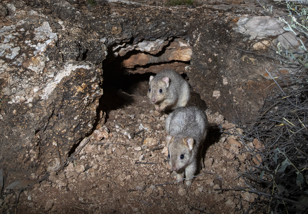 A pair of Burrowing Betting exiting their new-found burrow at Newhaven Wildlife Sanctuary. 