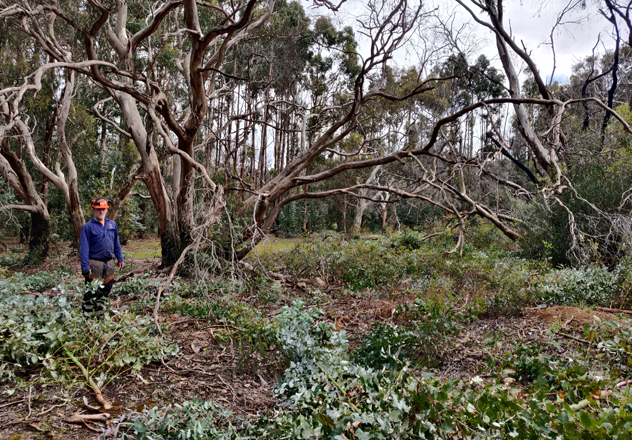 The Western River Refuge Sanctuary Manager, Jason Laverty, stands among removed invasive bluegum weed.