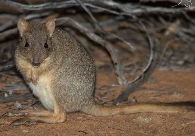 A Woylie (Brush-tailed Bettong) at Mt Gibson Wildlife Sanctuary, Western Australia.