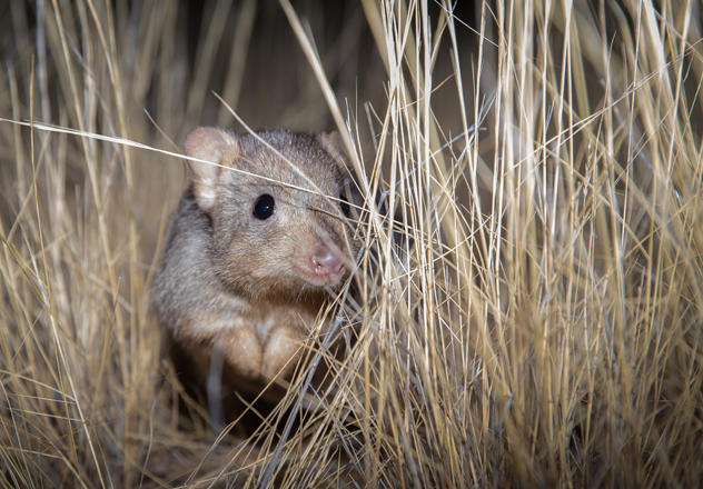 A Boodie (Burrowing Bettong) at Newhaven Wildlife Sanctuary in the Northern Territory.