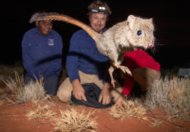 Josef releases a Woylie (Brush-tailed Bettong) into the predator-free safe haven at Newhaven.