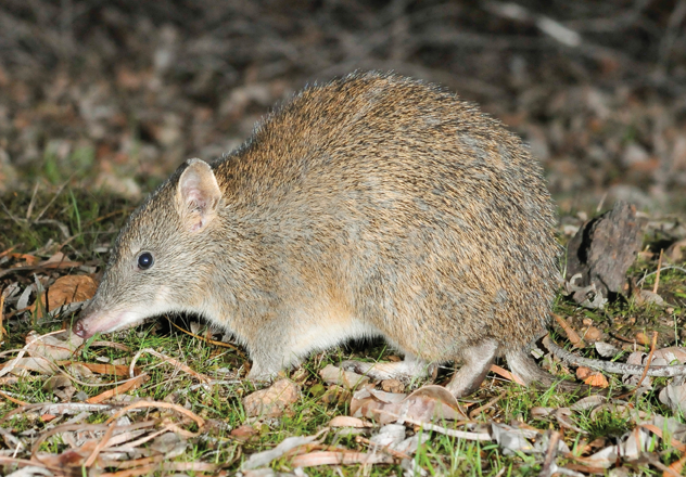 Southern Brown Bandicoot and Quenda