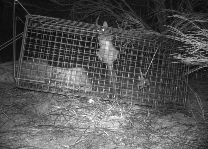 Busted! The young quolls were discovered by ecologists searching for the culprits behind cat trap tampering.