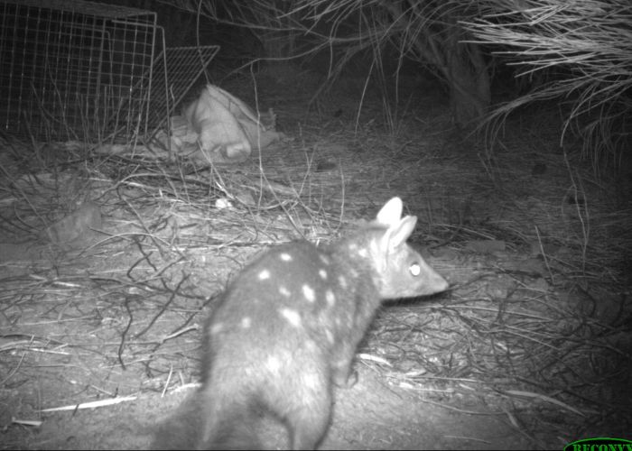 Four juvenile Western Quolls have been recorded at Mt Gibson Wildlife Sanctuary, the first independent young born on the sanctuary in over 100 years. 