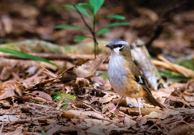 The Grey-headed Robin is an indicator species in AWC's Ecohealth program at Brooklyn Wildlife Sanctuary in Queensland. 