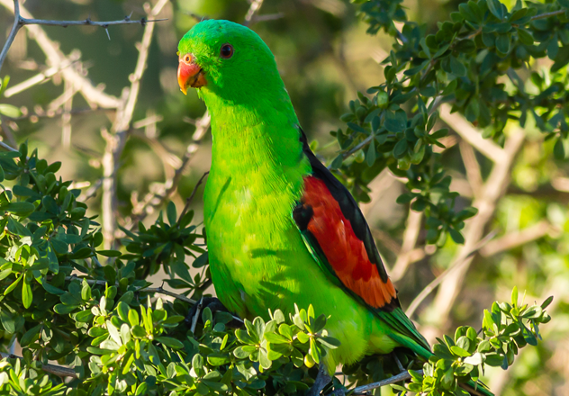 A Red-winged Parrot (Aprosmictus erythropterus) photographed on Bowra Wildlife Sanctuary, Queensland. Identified by the vivid red shoulder patches, Red-winged Parrots can be found in open, dry woodlands, timber-lined watercourses and arid scrub in northern and eastern Australia. 